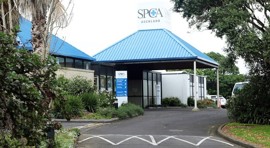 SPCA Auckland (Mangere) Centre 1 spca auckland mangere centre